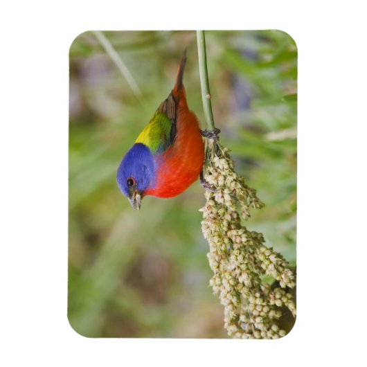 Fütternd männliches Anstrich (Passerian ciris) Magnet (Vertikal)