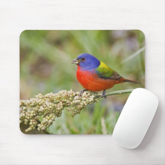 Fütternd männliches Anstrich (Passerian ciris) Mousepad (Mit Mouse)