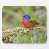 Fütternd männliches Anstrich (Passerian ciris) Mousepad (Vorne)