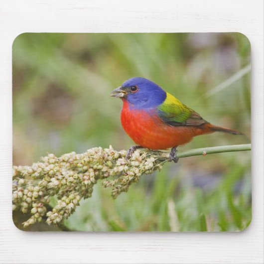 Fütternd männliches Anstrich (Passerian ciris) Mousepad (Vorne)