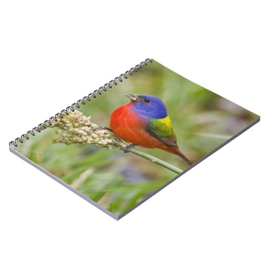 Fütternd männliches Anstrich (Passerian ciris) Notizblock (Linke Seite)