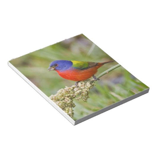 Fütternd männliches Anstrich (Passerian ciris) Notizblock (angewinkelt)