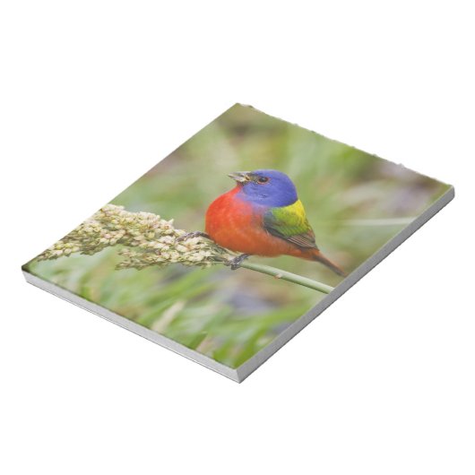 Fütternd männliches Anstrich (Passerian ciris) Notizblock (Rotiert)