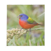 Fütternd männliches Anstrich (Passerian ciris) Notizblock (Vorderseite)