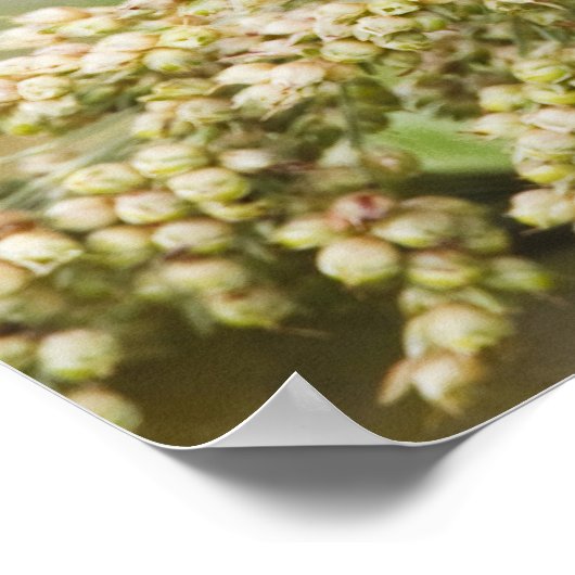 Fütternd männliches Anstrich (Passerian ciris) Poster (Ecke)