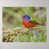 Fütternd männliches Anstrich (Passerian ciris) Poster (Vorne)