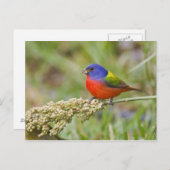 Fütternd männliches Anstrich (Passerian ciris) Postkarte (Vorne/Hinten)