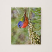 Fütternd männliches Anstrich (Passerian ciris) Puzzle (Vertikal)