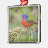 Fütternd männliches Anstrich (Passerian ciris) Silbernes Ornament (Links)