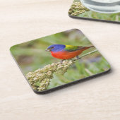 Fütternd männliches Anstrich (Passerian ciris) Untersetzer (Linke Seite)