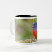 Fütternd männliches Anstrich (Passerian ciris) Zweifarbige Tasse (Vorderseite Links)