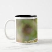 Fütternd männliches Anstrich (Passerian ciris) Zweifarbige Tasse (Links)