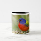 Fütternd männliches Anstrich (Passerian ciris) Zweifarbige Tasse (Mittel)