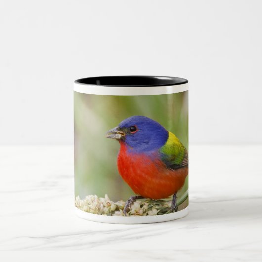 Fütternd männliches Anstrich (Passerian ciris) Zweifarbige Tasse (Mittel)