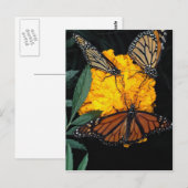 Fütternd Monarchschmetterlinge Postkarte (Vorne/Hinten)