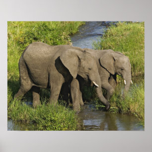 Fütternd Paar afrikanischer Elefanten, Masai Mara, Poster
