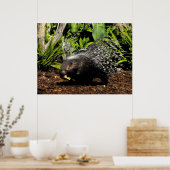 Fütternd Porcupine Poster (Küche)