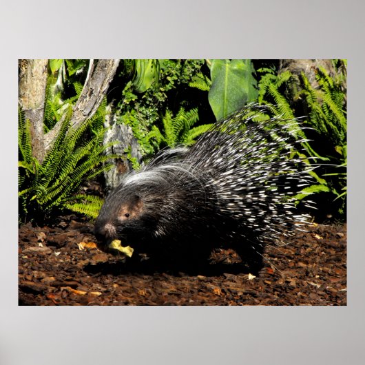 Fütternd Porcupine Poster (Vorne)