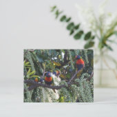 fütternd Regenbogensittich Postkarte (Stehend Vorderseite)