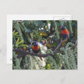 fütternd Regenbogensittich Postkarte (Vorne/Hinten)