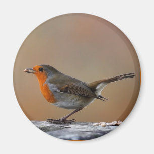 Fütternd Robin Magnet