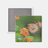 Fütternd Schmetterling (Danaus eresimus) Magnet (Vorderseite/Rückseite)