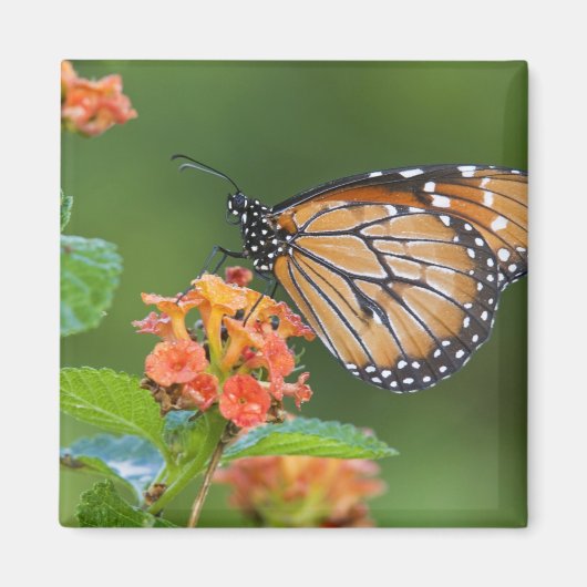 Fütternd Schmetterling (Danaus eresimus) Magnet (Vorne)