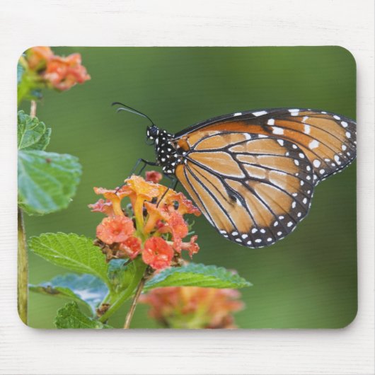 Fütternd Schmetterling (Danaus eresimus) Mousepad (Vorne)
