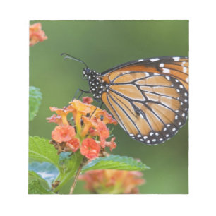 Fütternd Schmetterling (Danaus eresimus) Notizblock