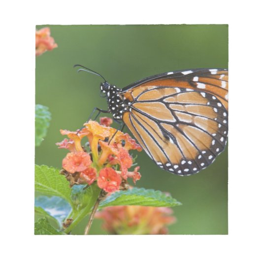 Fütternd Schmetterling (Danaus eresimus) Notizblock (Vorderseite)
