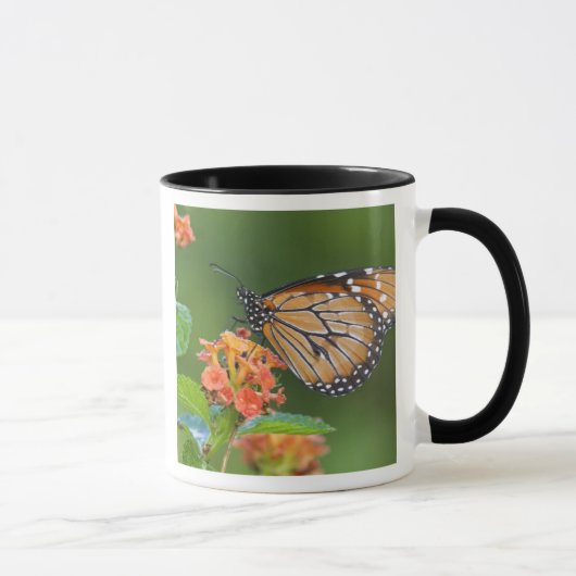 Fütternd Schmetterling (Danaus eresimus) Tasse (Rechts)
