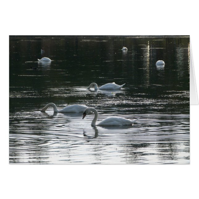 Fütternd Schwäne, Roath Park Lake, Cardiff (Vorderseite (Horizontal))