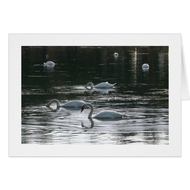 Fütternd Schwäne, Roath Park Lake, Cardiff - Grenz (Vorderseite (Horizontal))