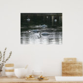 Fütternd Schwäne, Roath Park Lake, Cardiff Poster (Küche)