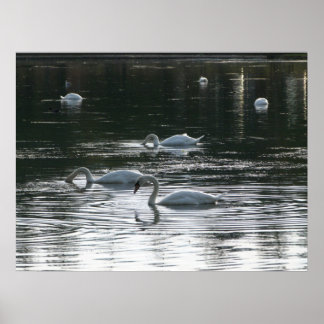Fütternd Schwäne, Roath Park Lake, Cardiff Poster