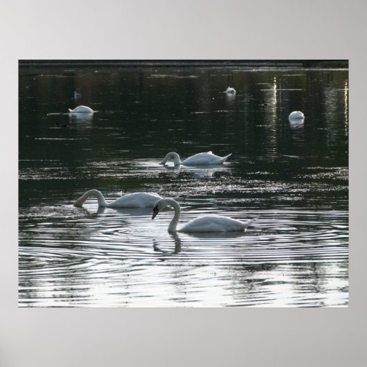Fütternd Schwäne, Roath Park Lake, Cardiff Poster (Vorne)