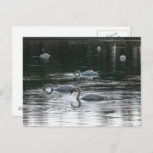 Fütternd Schwäne, Roath Park Lake, Cardiff Postkarte (Vorne/Hinten)