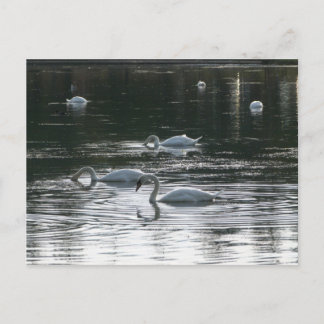 Fütternd Schwäne, Roath Park Lake, Cardiff Postkarte