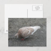 Fütternd Taube Postkarte (Vorne/Hinten)