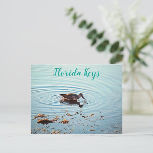 Fütternd Vögel bei Sunset Key West Florida Postkarte (Stehend Vorderseite)