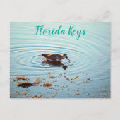 Fütternd Vögel bei Sunset Key West Florida Postkarte (Vorderseite)