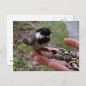 Fütternd Vögel Postkarte (Vorne/Hinten)