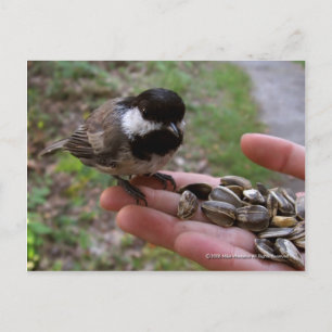 Fütternd Vögel Postkarte