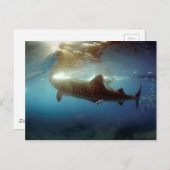 Fütternd Walhai Postkarte (Vorne/Hinten)