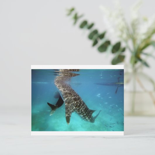 Fütternd Walhaie Postkarte (Stehend Vorderseite)