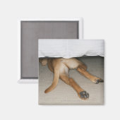 Fütterung und Schwanz von gelbe Labrador Hund vers Magnet (Vorderseite/Rückseite)