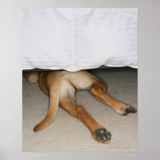 Fütterung und Schwanz von gelbe Labrador Hund vers Poster
