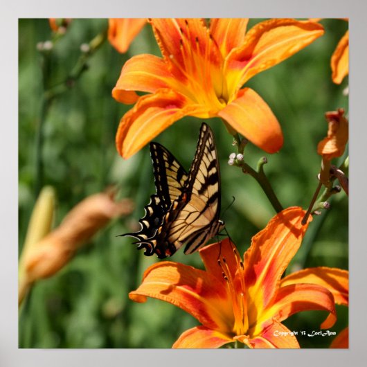 Füttre an den Lilien 5 Poster (Vorne)