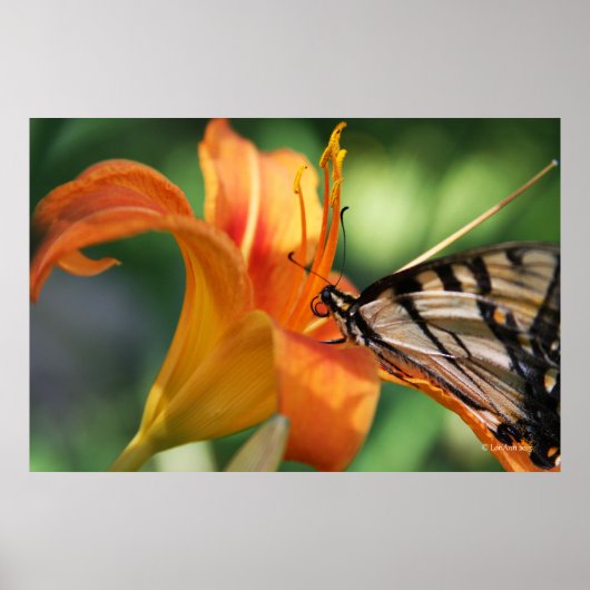 Füttre an den Lilien 6 Poster (Vorne)