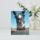 Füttre den Drama Llama nicht Postkarte (Stehend Vorderseite)
